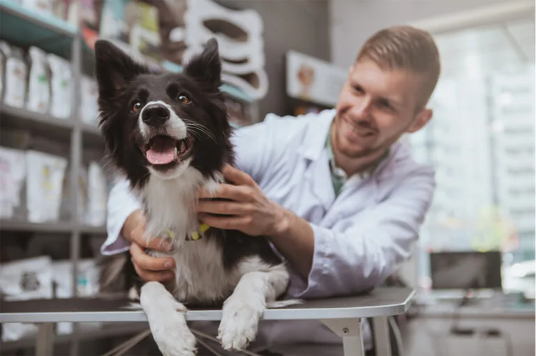 Veterinario examinando a un perro feliz