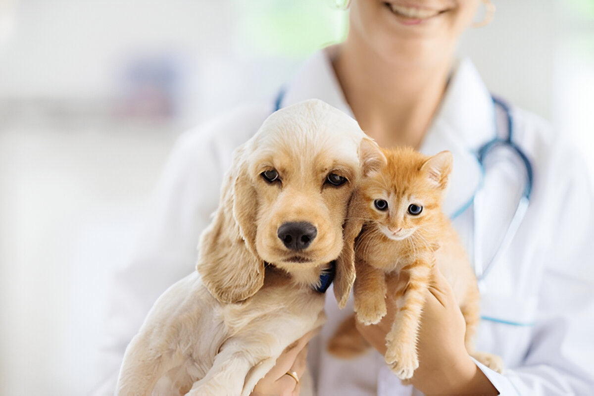 Veterinaria sosteniendo un perro y un gatito